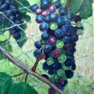 Pinot Grapes | Michael Haubenstock